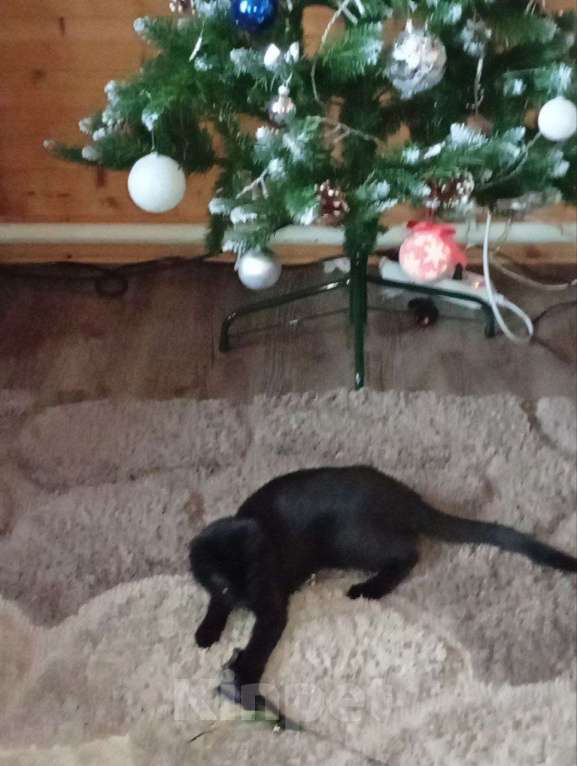 Кошки в Москве: котенок Блэки ищет дм  Девочка, Бесплатно - фото 5