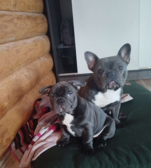 Французский бульдог 