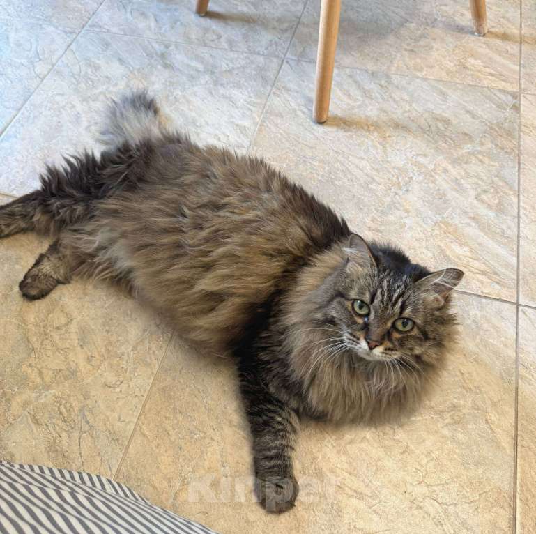 Кошки в Москве: Сибирская кошка Аська в добрые руки Девочка, Бесплатно - фото 6