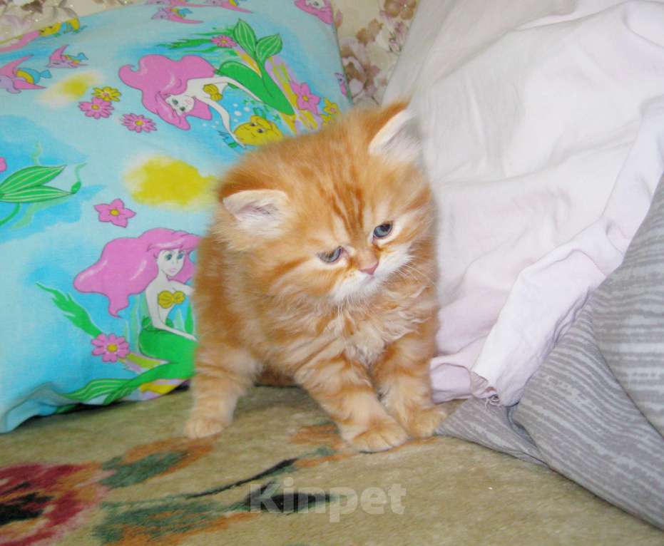 Кошки в Ставрополе: Красный мраморный хайленд Девочка, 25 000 руб. - фото 5