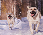 Собаки в других городах Московской области: Два веселых брата в поиске дома и любящих хозяев Мальчик, Бесплатно - фото 4