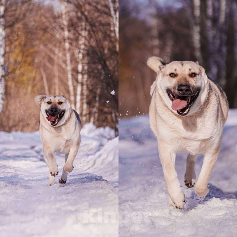 Собаки в других городах Московской области: Два веселых брата в поиске дома и любящих хозяев Мальчик, Бесплатно - фото 4