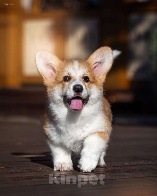 Собаки в Рыбинске: Продаю щенка вельш корги пемброк Девочка, Бесплатно - фото 8