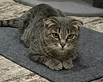Кошки в Самаре: Кошка - подросток Девочка, Бесплатно - фото 4