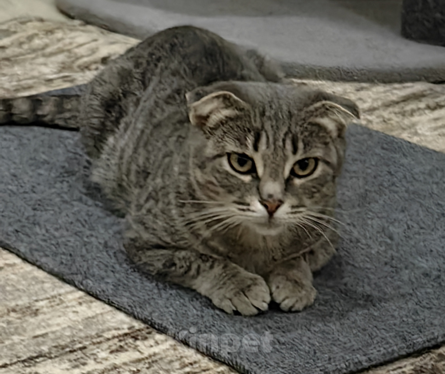 Кошки в Самаре: Кошка - подросток Девочка, Бесплатно - фото 4