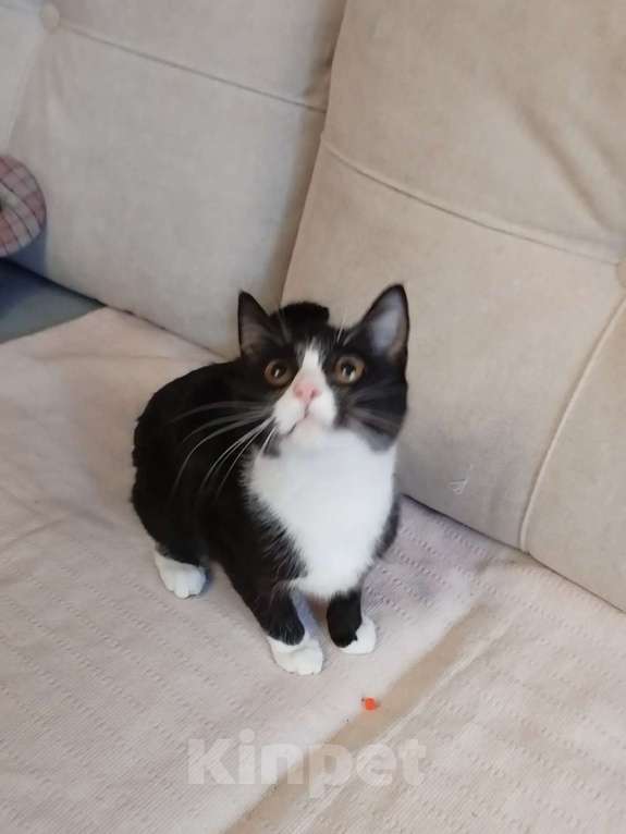 Кошки в Санкт-Петербурге: Необыкновенно ласковая малышка Девочка, Бесплатно - фото 2