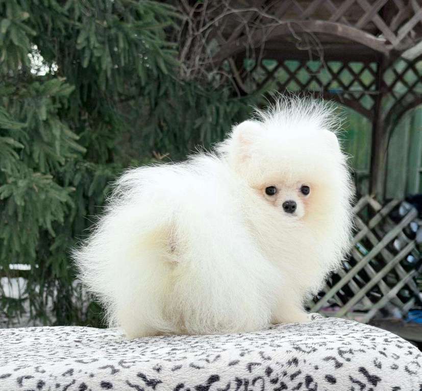 Собаки в Санкт-Петербурге: Супермини шпиц мальчик Мальчик, 20 000 руб. - фото 7