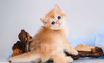 Кошки в Москве: Британские котята. Золотые шиншиллы. Мальчики и девочки. Мальчик, Бесплатно - фото 4