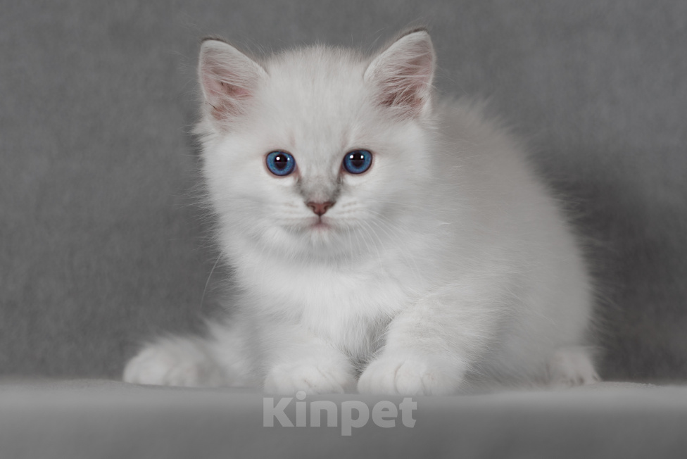 Кошки в Ростове-на-Дону: Продажа котят Девочка, Бесплатно - фото 4