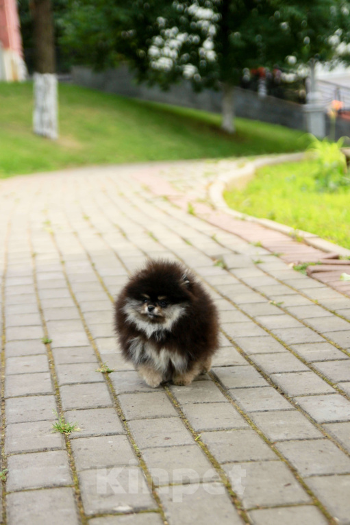 Собаки в Набережных Челнах: Шпиц щенок девочка в типе мишка Девочка, 135 000 руб. - фото 6