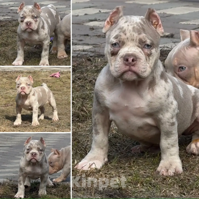 Собаки в Москве: Американский булли девочка щенок Девочка, 80 000 руб. - фото 1