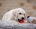 Собаки в других городах Московской области: Палевые щенки Лабрадора от Чемпиона Мира Девочка, 80 000 руб. - фото 10
