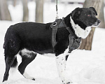 Собаки в Москве: Лайма Девочка, Бесплатно - фото 4
