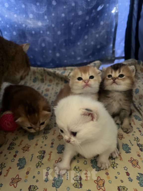 Кошки в Москве: Шотландские золотые котята Разнополые, 40 000 руб. - фото 1