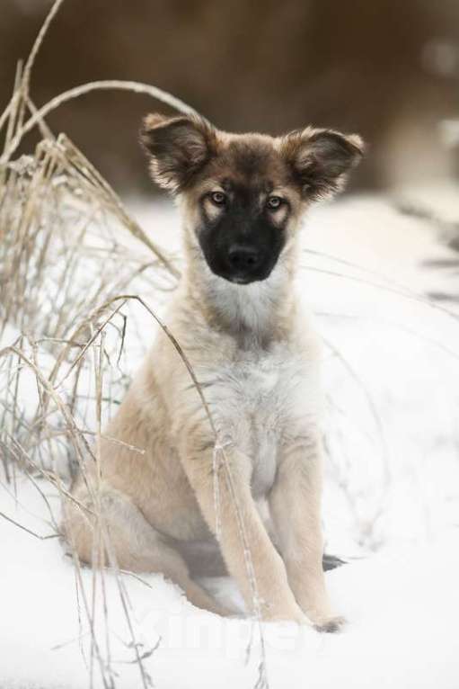 Собаки в Москве: Щенки овчароиды в добрые руки, 1 руб. - фото 9