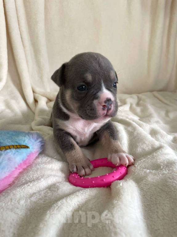 Собаки в Санкт-Петербурге: Щенок Американского булли sm_bulli Miami Девочка, 150 000 руб. - фото 2