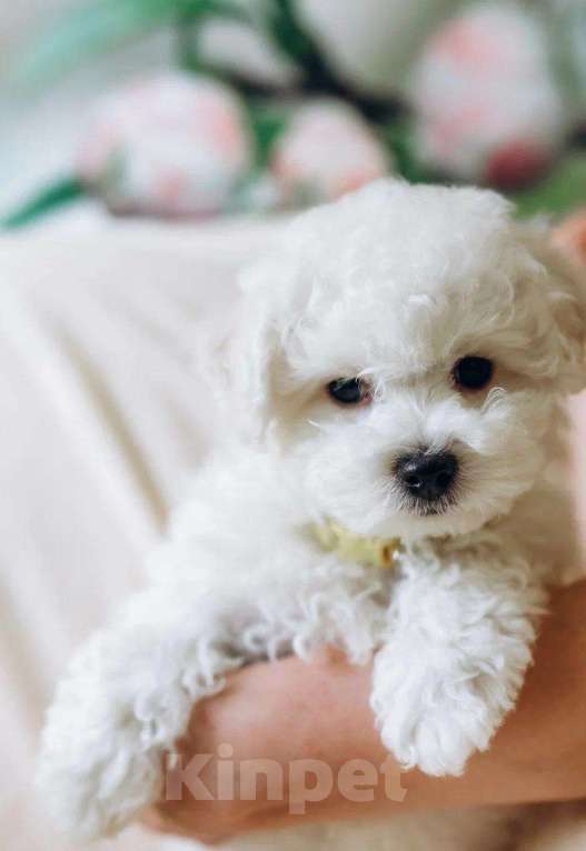 Собаки в Москве: Щенки Бишон фризе Мальчик, Бесплатно - фото 3