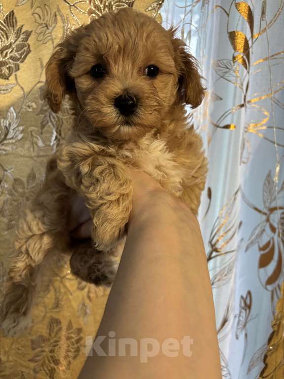 Собаки в Брянске: Мальтипу девочка мини Девочка, 135 000 руб. - фото 2