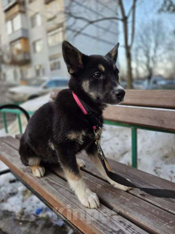 Собаки в Королеве: Щенок в добрые руки Девочка, Бесплатно - фото 5