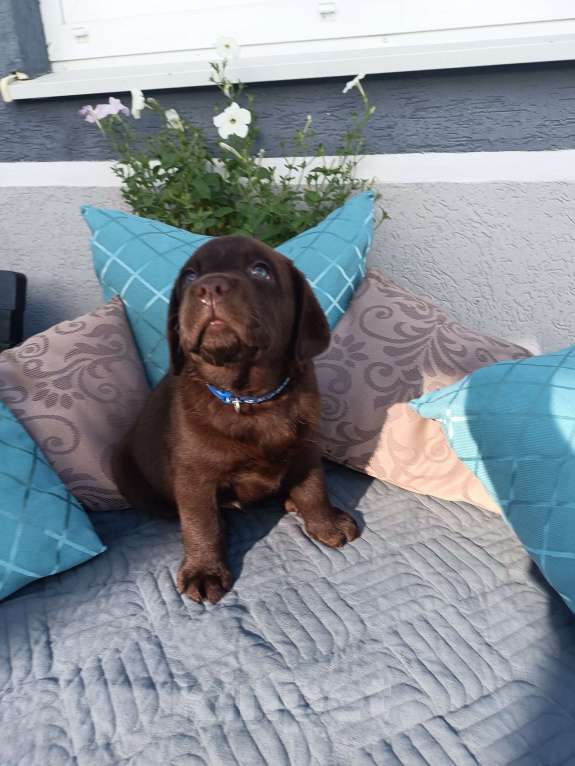 Собаки в других городах Краснодарского края: Рассел лунный камень от пары чемпионов 🏆 Мальчик, Бесплатно - фото 3