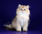 Кошки в Санкт-Петербурге: Британский длинношерстный котик Мальчик, Бесплатно - фото 1