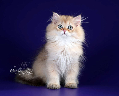 Объявление: Британский длинношерстный котик, Бесплатно, Санкт-Петербург