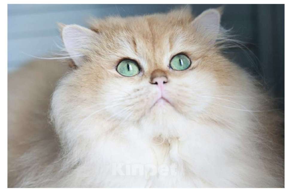 Кошки в Новосибирске: Yandex ny12 Мальчик, 90 000 руб. - фото 2