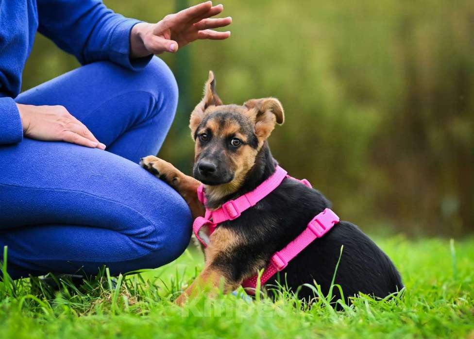 Собаки в других городах Московской области: Чудо с бархатными ушками:) Девочка, Бесплатно - фото 2
