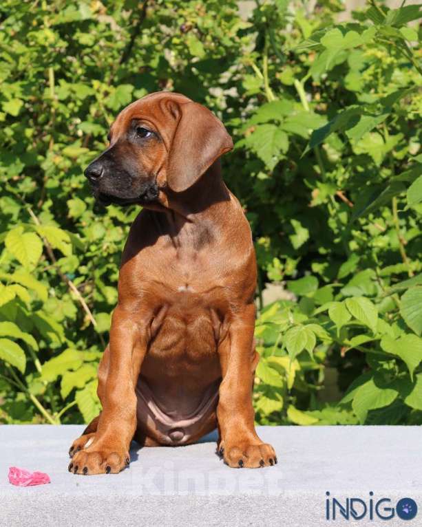Собаки в Санкт-Петербурге: Щенок родезийского риджбека. Породный питомник. Девочка, 70 000 руб. - фото 4