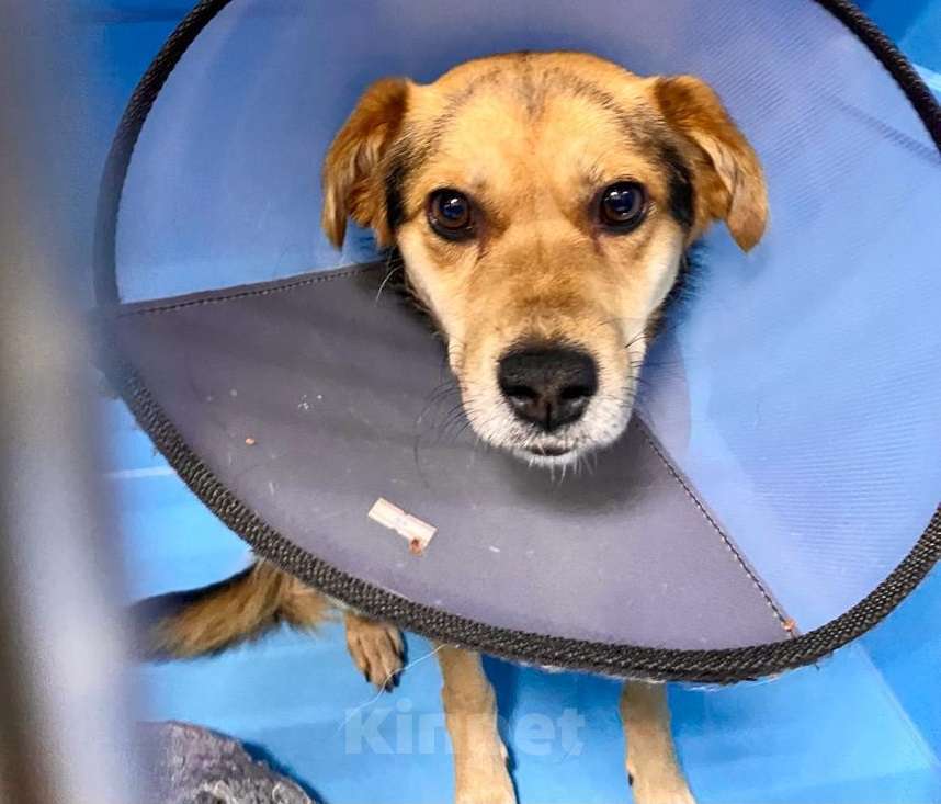 Собаки в Москве: Бывшедомашний щенок Чижик. Выпуск на улицу через три дня Мальчик, Бесплатно - фото 3