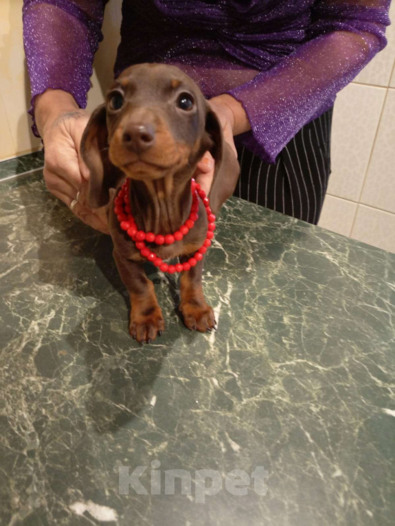 Собаки в Москве: Девочка 1700гр Девочка, 70 000 руб. - фото 5