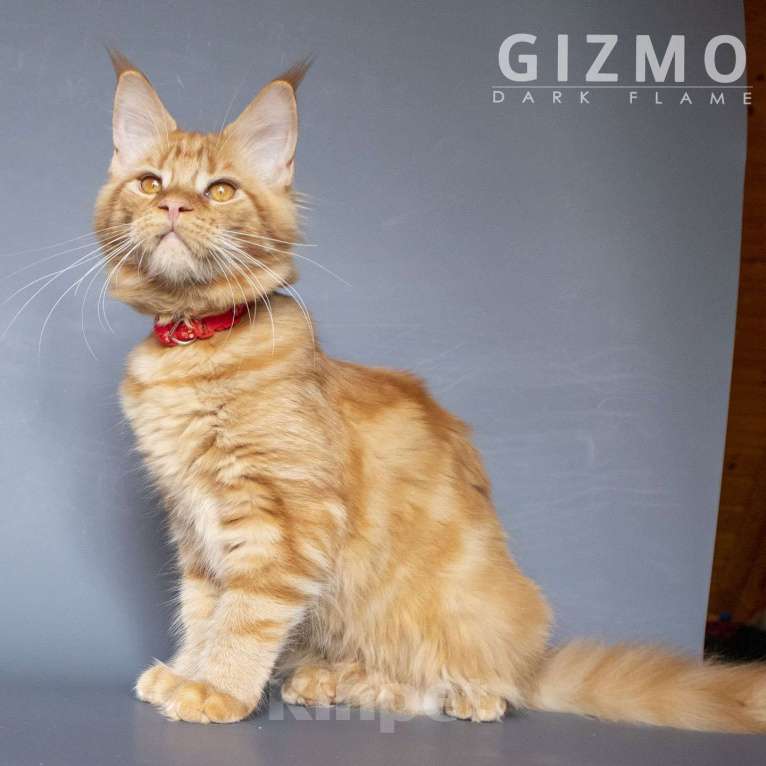 Кошки в других городах Воронежской области: Gizmo Dark Flame Девочка, 50 000 руб. - фото 4