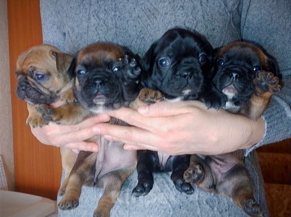 Собаки в Москве: Щенки французики Разнополые, 25 000 руб. - фото 10