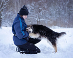 Собаки в Москве: Красотка в добрые руки Девочка, Бесплатно - фото 3
