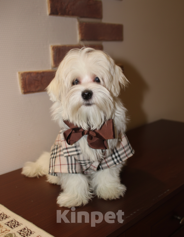 Собаки в Мытищах: Малыш Мальтипу f2 Мальчик, 60 000 руб. - фото 1