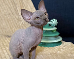 Кошки в других городах Московской области: Продам сфинкса с родословной Мальчик, 60 000 руб. - фото 3