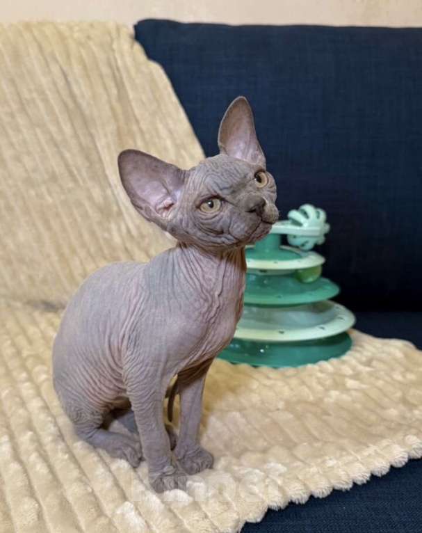 Кошки в других городах Московской области: Продам сфинкса с родословной Мальчик, 60 000 руб. - фото 3