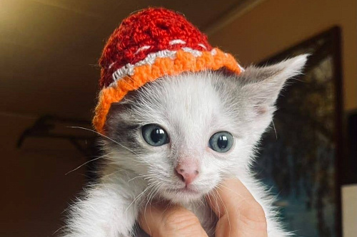 Маленький Чук ждет маму и папау