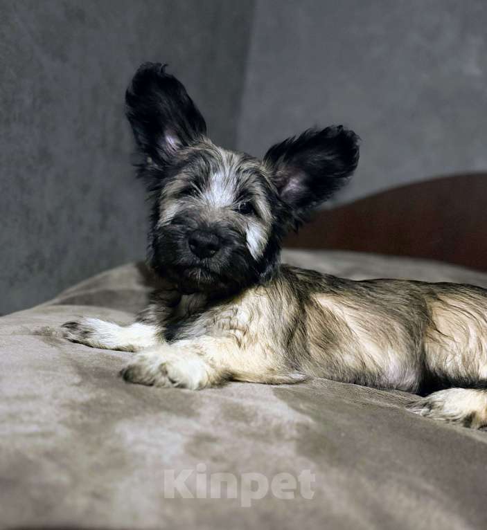 Собаки в Иркутске: Щенок Скай терьер Девочка, 50 000 руб. - фото 6