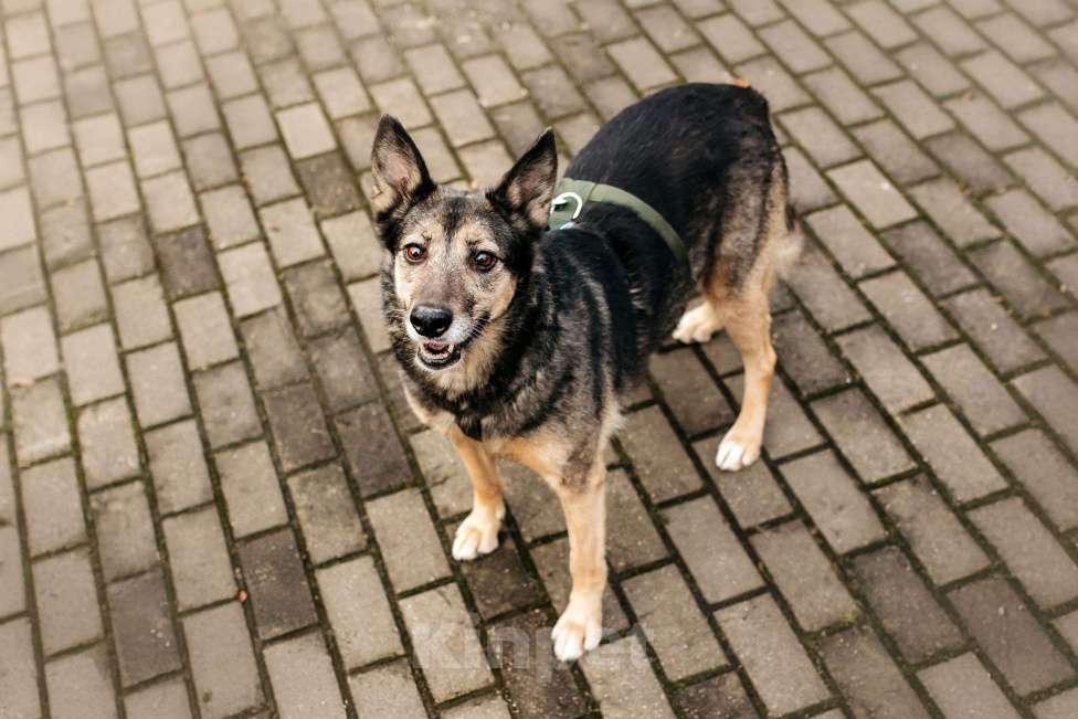 Собаки в Москве: Удивительная Текила ищет дом Девочка, Бесплатно - фото 8