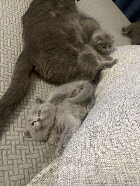 Кошки в Москве: Продам котенка британской поподы Мальчик, 10 000 руб. - фото 3