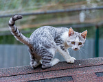 Кошки в Мытищах: Малыш Микки ищет дом Мальчик, Бесплатно - фото 2