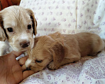 Собаки в других городах Московской области: Щенки английский кокер спаниель Мальчик, 22 000 руб. - фото 9