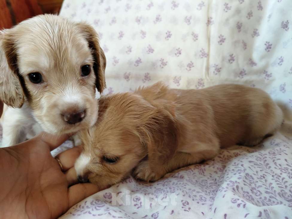 Собаки в других городах Московской области: Щенки английский кокер спаниель Мальчик, 22 000 руб. - фото 9