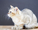 Кошки в Кингисеппе: Золотой тиккированный британский мальчик Мальчик, 5 руб. - фото 1