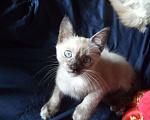 Кошки в Рыбинске: Тайский котенок окраса блу-пойнт, 7 000 руб. - фото 5