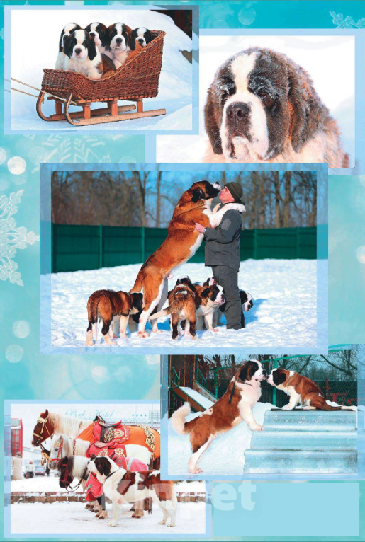 Собаки в Костроме: Щенки СЕНБЕРНАРА (Великан, Компаньон, Няня, Строж) Мальчик, Бесплатно - фото 7