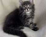 Кошки в Дмитрове: Черный мраморный мальчик мейн кун Мальчик, 30 000 руб. - фото 4