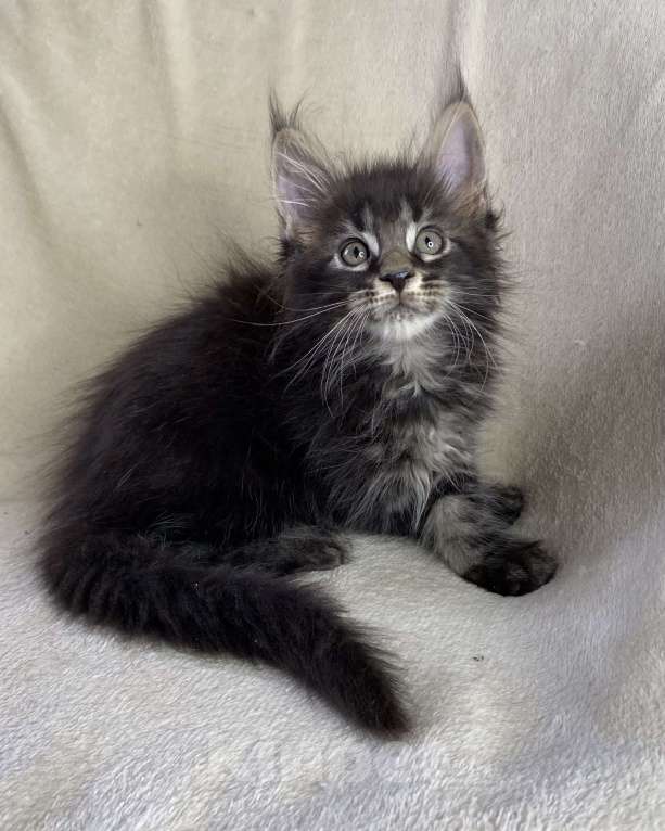 Кошки в Дмитрове: Черный мраморный мальчик мейн кун Мальчик, 30 000 руб. - фото 4