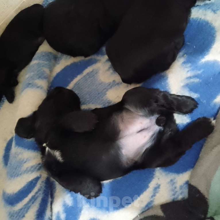 Собаки в Омске: Русский спаниэль Девочка, 8 000 руб. - фото 8